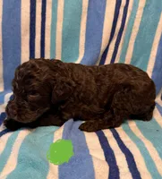 Green Collar, a male Goldendoodle for sale in Woodleaf, NC – 6 of 8
