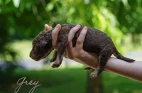 Grey Collar, a male Goldendoodle for sale in Woodleaf, NC – 5 of 8