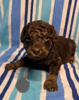 Grey Collar, a male Goldendoodle for sale in Woodleaf, NC – 2 of 8