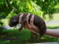 Purple Collar, a female Goldendoodle for sale in Woodleaf, NC – 3 of 7