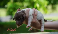 Pink Collar, a female Goldendoodle for sale in Woodleaf, NC – 5 of 8