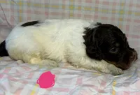 Pink Collar, a female Goldendoodle for sale in Woodleaf, NC – 4 of 8