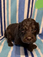 Green Collar, a male Goldendoodle for sale in Woodleaf, NC – 3 of 8
