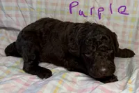 Purple Collar, a female Goldendoodle for sale in Woodleaf, NC – 2 of 7