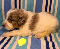 Yellow Collar , a male Goldendoodle for sale in Woodleaf, NC – 4 of 6
