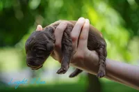 Light Blue Collar , a female Goldendoodle for sale in Woodleaf, NC – 3 of 7