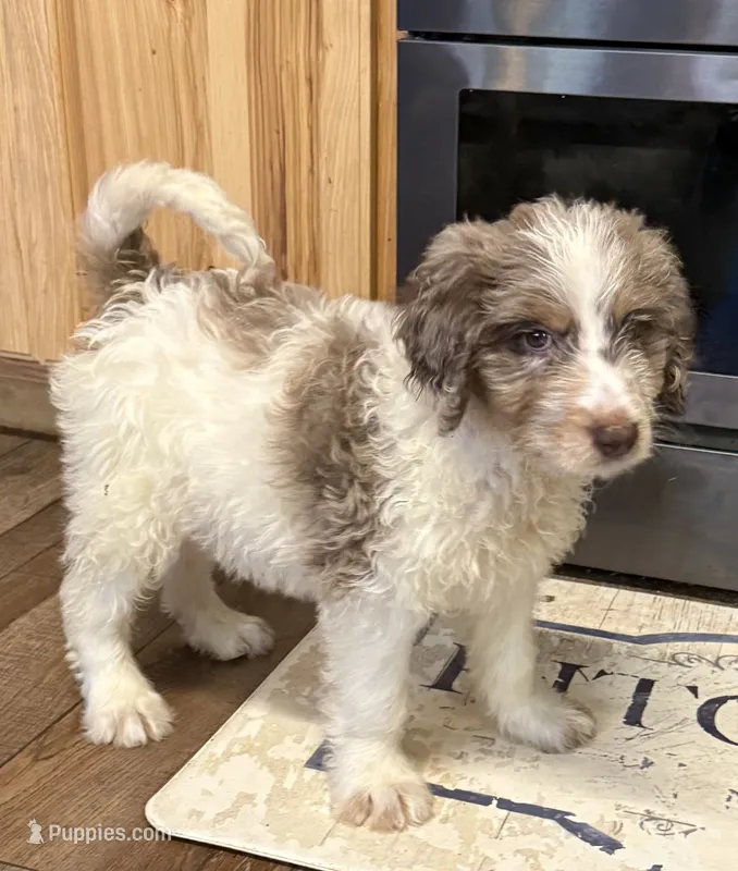 Yellow Collar  – Goldendoodle puppy for sale in Woodleaf, NC