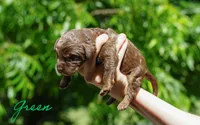 Green Collar, a male Goldendoodle for sale in Woodleaf, NC – 5 of 8