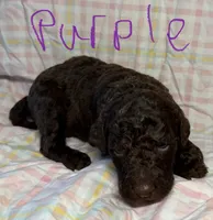 Purple Collar, a female Goldendoodle for sale in Woodleaf, NC – 5 of 7