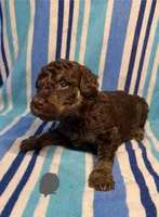 Grey Collar, a male Goldendoodle for sale in Woodleaf, NC – 1 of 8