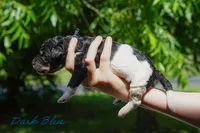 Blue Collar , a male Goldendoodle for sale in Woodleaf, NC – 5 of 8