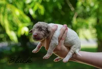 Black Collar, a male Goldendoodle for sale in Woodleaf, NC – 2 of 7