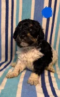 Blue Collar , a male Goldendoodle for sale in Woodleaf, NC – 4 of 8