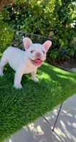Marshmellow , a male French Bulldog for sale in Miami, FL – 4 of 5