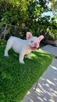 Marshmellow , a male French Bulldog for sale in Miami, FL – 5 of 5