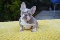 Peppermint , a female French Bulldog for sale in Miami, FL – Photo 6 of 7