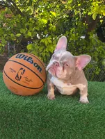 Peppermint , a female French Bulldog for sale in Miami, FL – Photo 3 of 7