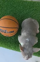 Peppermint , a female French Bulldog for sale in Miami, FL – Photo 4 of 7