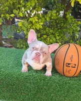 Peppermint , a female French Bulldog for sale in Miami, FL – Photo 1 of 7