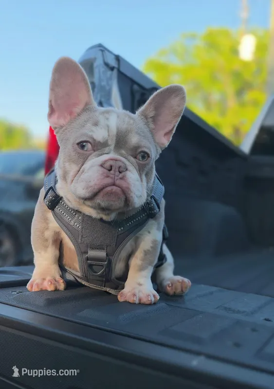 Peppermint  – French Bulldog puppy for sale in Miami, FL