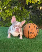 Peppermint , a female French Bulldog for sale in Miami, FL – Photo 2 of 7