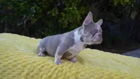 Peppermint , a female French Bulldog for sale in Miami, FL – Photo 7 of 7