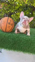 Peppermint , a female French Bulldog for sale in Miami, FL – Photo 5 of 7