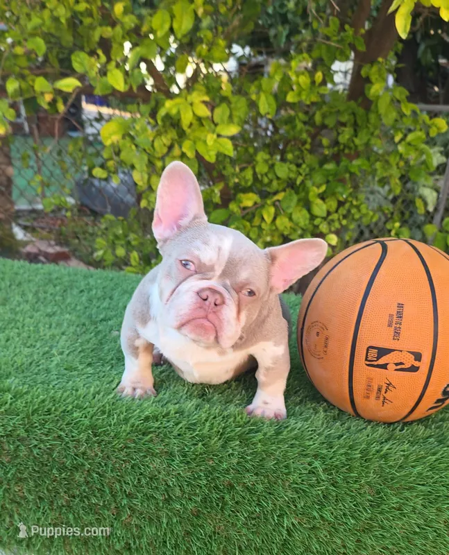 Peppermint – French Bulldog puppy for sale in Miami, FL