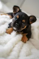 Ursula , a female French Bulldog for sale in Miami, FL – Photo 10 of 10