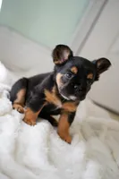 Ursula , a female French Bulldog for sale in Miami, FL – Photo 4 of 10