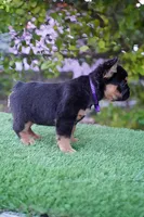 Ursula , a female French Bulldog for sale in Miami, FL – Photo 5 of 7