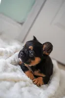 Ursula , a female French Bulldog for sale in Miami, FL – Photo 8 of 10