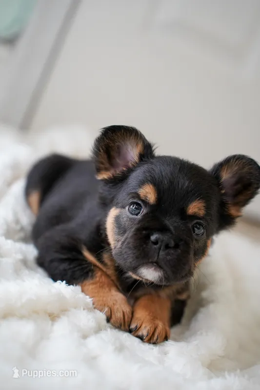 Ursula  – French Bulldog puppy for sale in Miami, FL