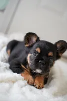 Ursula , a female French Bulldog for sale in Miami, FL – Photo 1 of 10