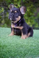 Ursula , a female French Bulldog for sale in Miami, FL – Photo 6 of 7