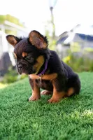 Ursula , a female French Bulldog for sale in Miami, FL – Photo 2 of 7