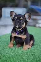 Ursula , a female French Bulldog for sale in Miami, FL – Photo 3 of 7