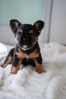 Ursula , a female French Bulldog for sale in Miami, FL – Photo 3 of 10