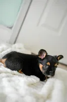 Ursula , a female French Bulldog for sale in Miami, FL – Photo 9 of 10