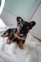 Ursula , a female French Bulldog for sale in Miami, FL – Photo 5 of 10