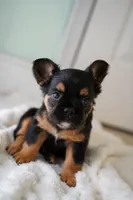 Ursula , a female French Bulldog for sale in Miami, FL – Photo 7 of 10