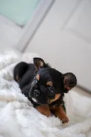 Ursula , a female French Bulldog for sale in Miami, FL – Photo 6 of 10