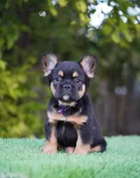 Ursula , a female French Bulldog for sale in Miami, FL – Photo 7 of 7