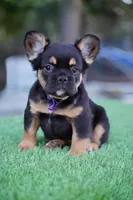 Ursula , a female French Bulldog for sale in Miami, FL – Photo 1 of 7