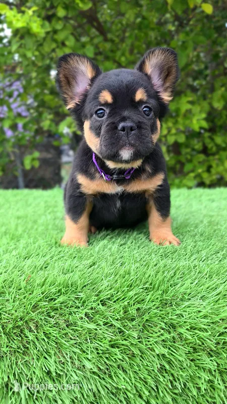 Ursula  – French Bulldog puppy for sale in Miami, FL