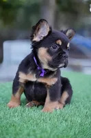 Ursula , a female French Bulldog for sale in Miami, FL – Photo 4 of 7