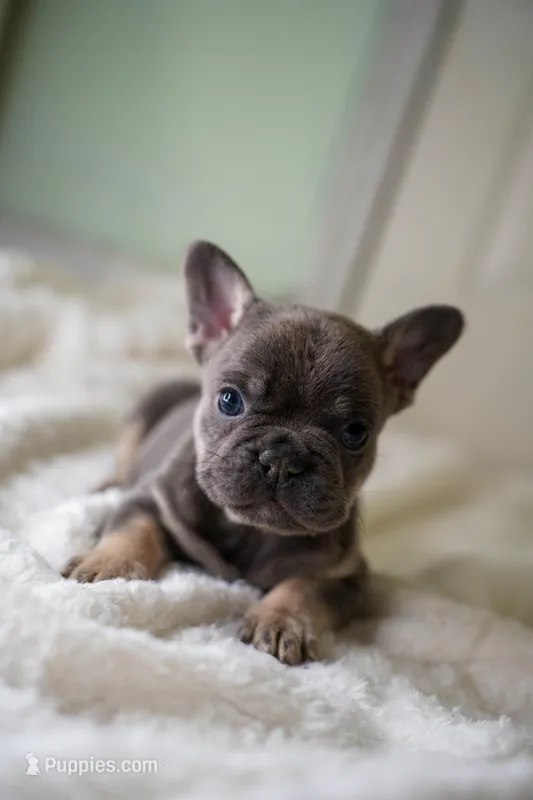 Koda – French Bulldog puppy for sale in Miami, FL