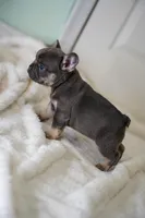 Koda, a male French Bulldog for sale in Miami, FL – Photo 2 of 7