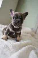 Koda, a male French Bulldog for sale in Miami, FL – Photo 6 of 7