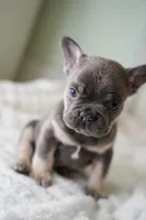 Koda, a male French Bulldog for sale in Miami, FL – Photo 5 of 7